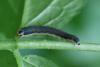 Macrophya alboannulata